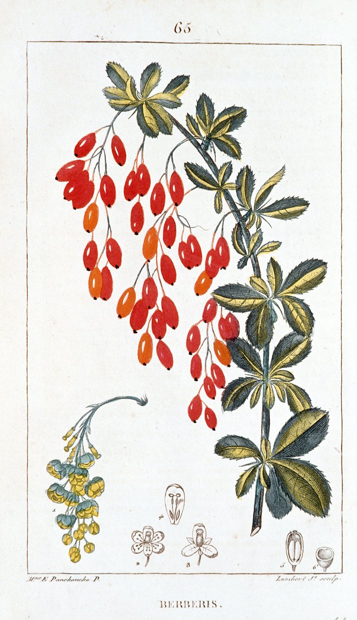 Kasvitieteellinen lauta/Berberis sp/Barberry selkä tekijältä Unbekannt