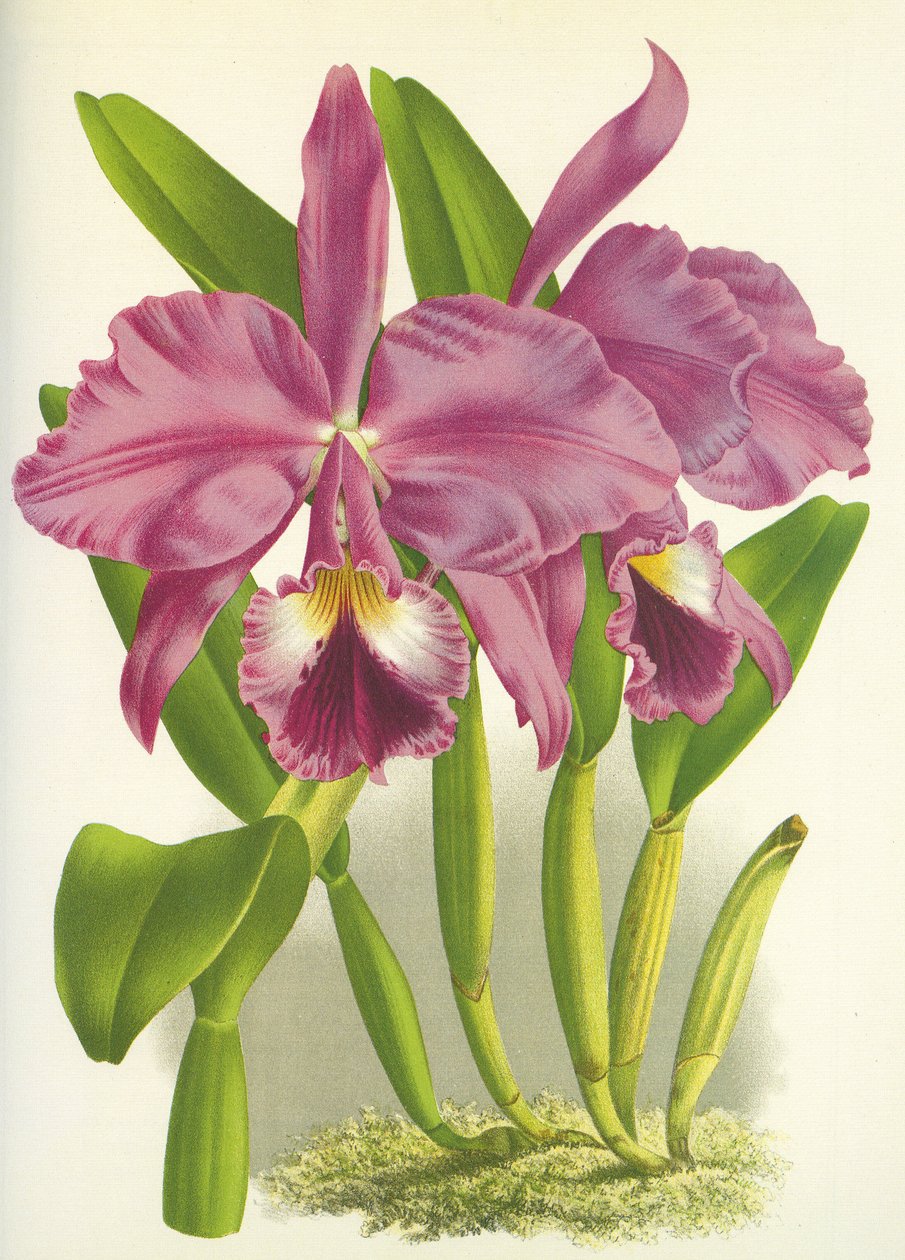 Kasvitieteellinen lauta/Cattleya labiata var. Autumnalis/Lindenia tekijältä Unbekannt