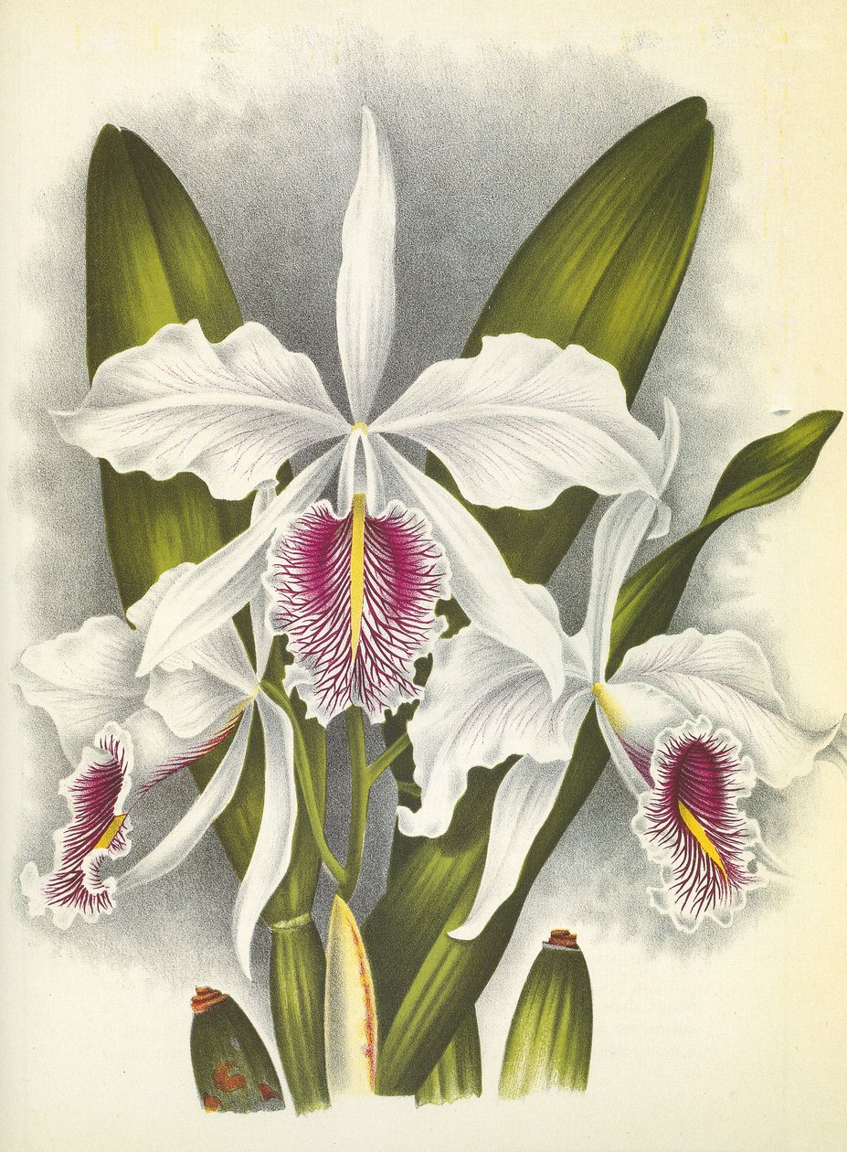 Kasvitieteellinen lauta/Cattleya maxima var. Virginis/Lindenia tekijältä Unbekannt