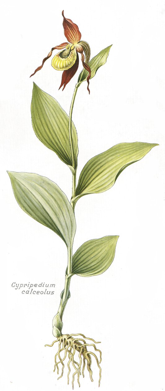Kasvitieteellinen lauta/Cypripedium calceolus/Venuksen kavio tekijältä Unbekannt