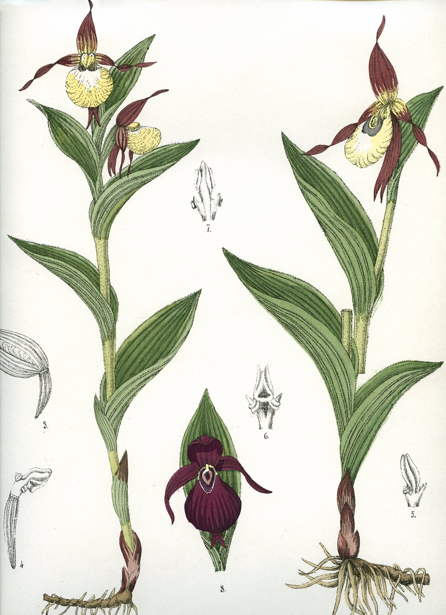 Kasvitieteellinen lauta/Cypripedium calceolus/Venuksen kavio tekijältä Unbekannt