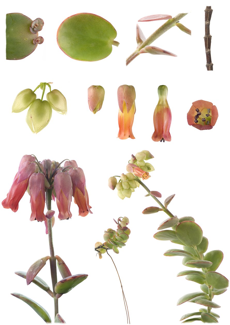 Kasvitieteellinen lauta/Kalanchoe marnieriana tekijältä Unbekannt