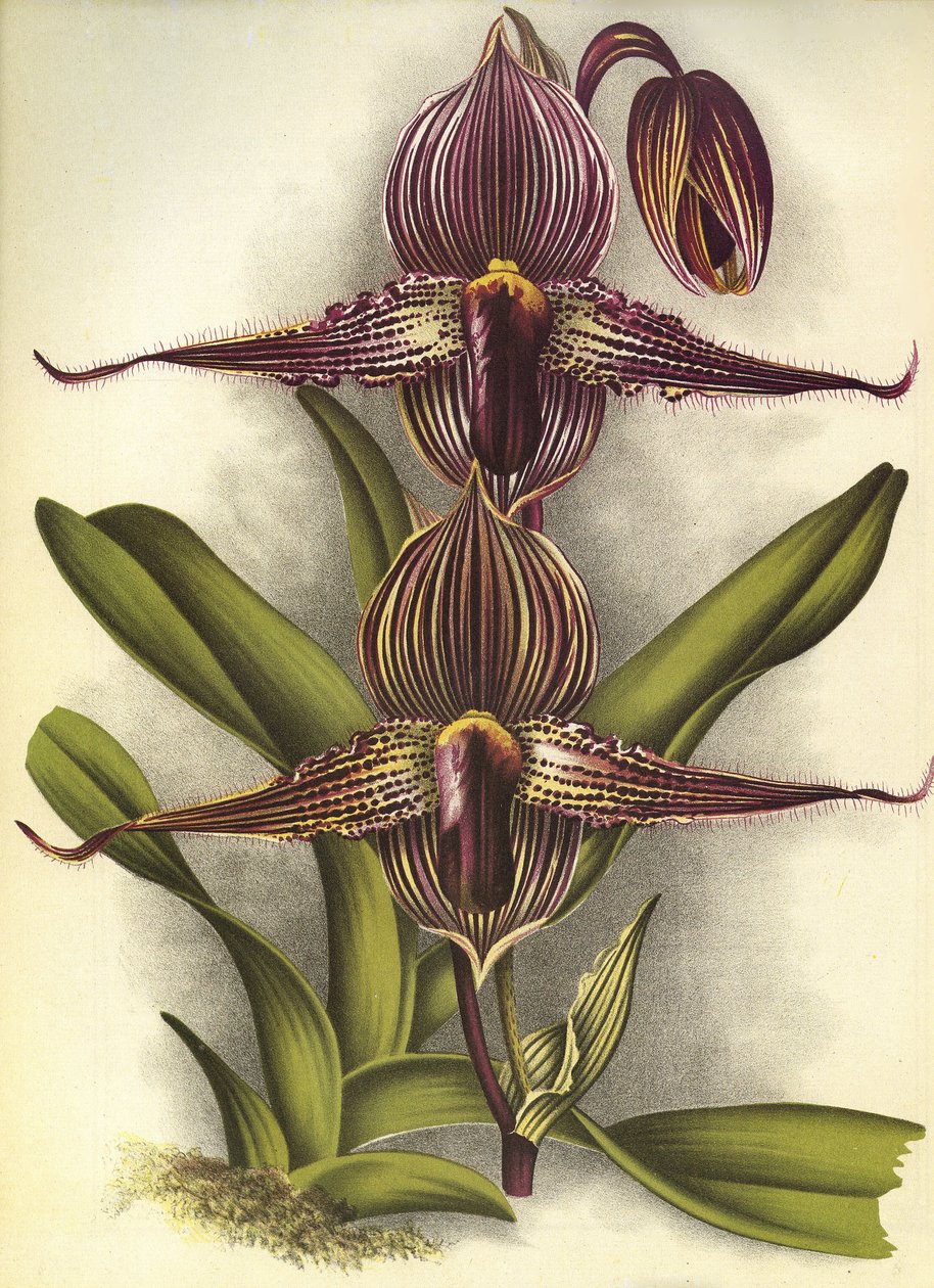 Kasvitieteellinen lauta/Paphiopedilum rothschildianum/Lindenia tekijältä Unbekannt