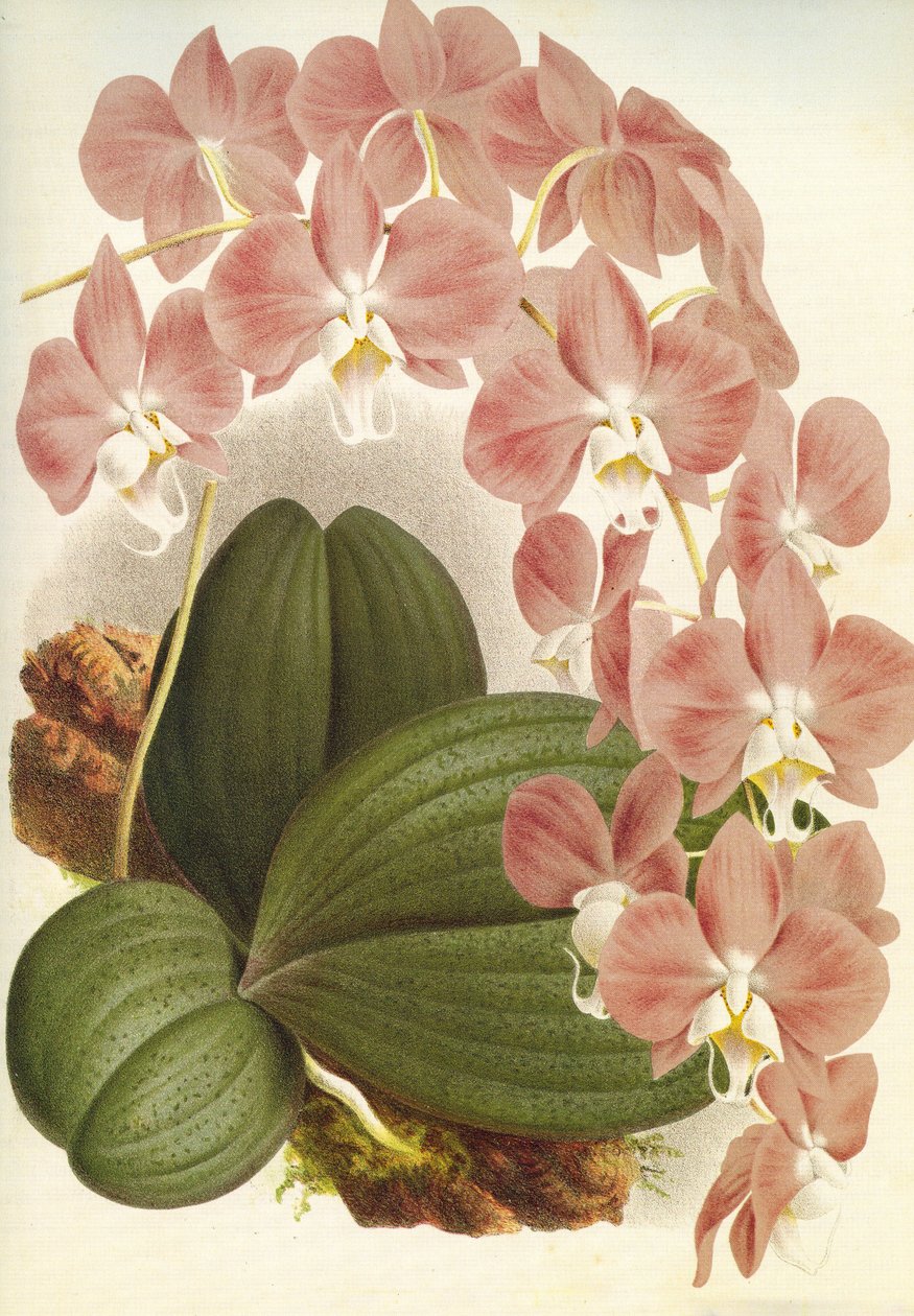 Kasvitieteellinen lauta/Phalaenopsis sanderiana/Lindenia tekijältä Unbekannt