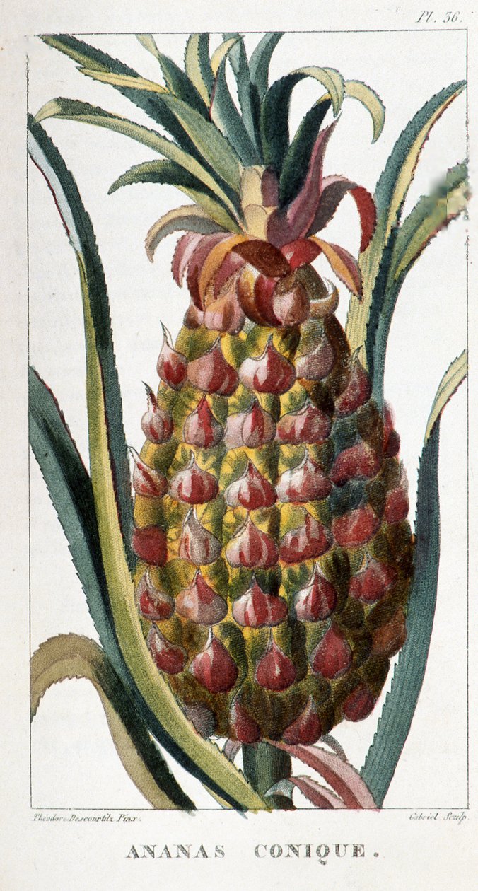 Kasvitieteellinen lauta / ananas tekijältä Unbekannt