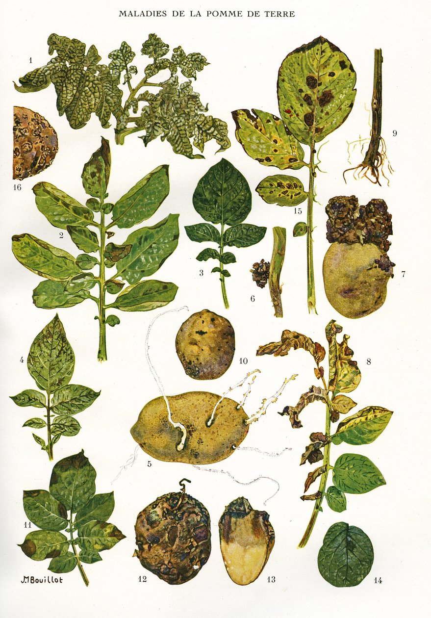 Kasvitieteellinen lauta/perunataudit/Solanum tuberosum tekijältä Unbekannt