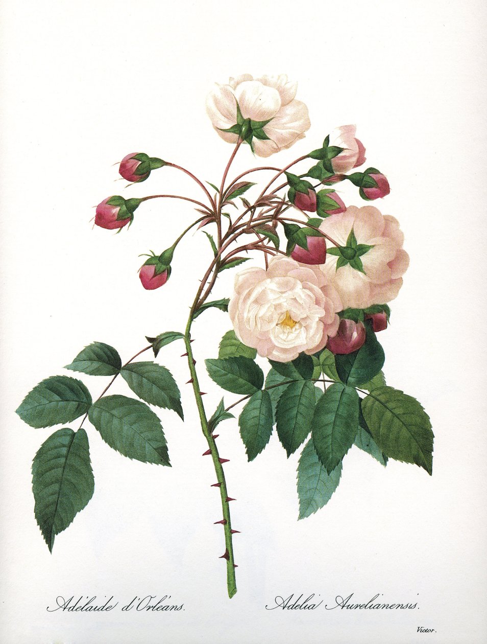 Kasvitieteellinen lauta/Rosa aurelianensis/Rose 