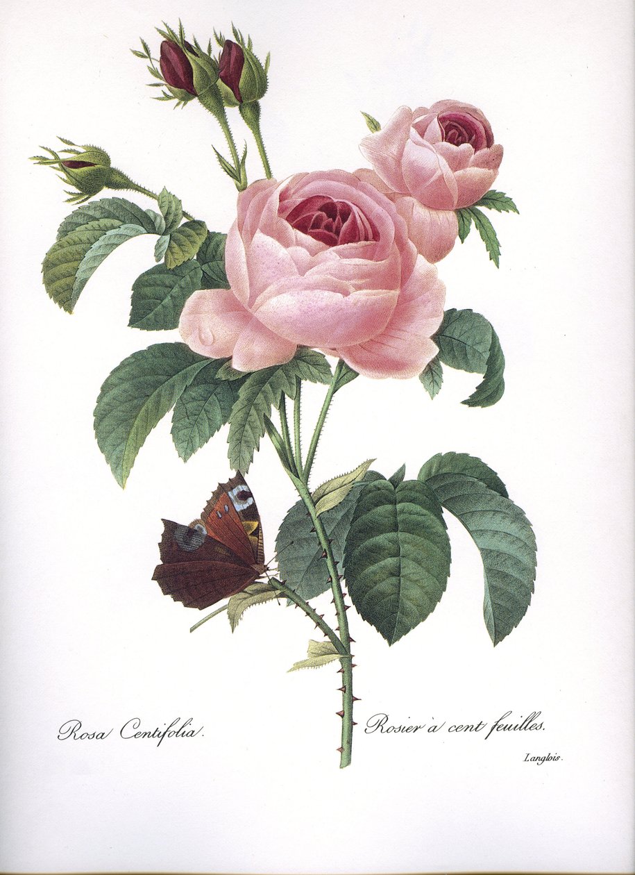 Kasvitieteellinen lauta/Rosa centifolia/Pink sata lehtiä/Redoubt tekijältä Unbekannt