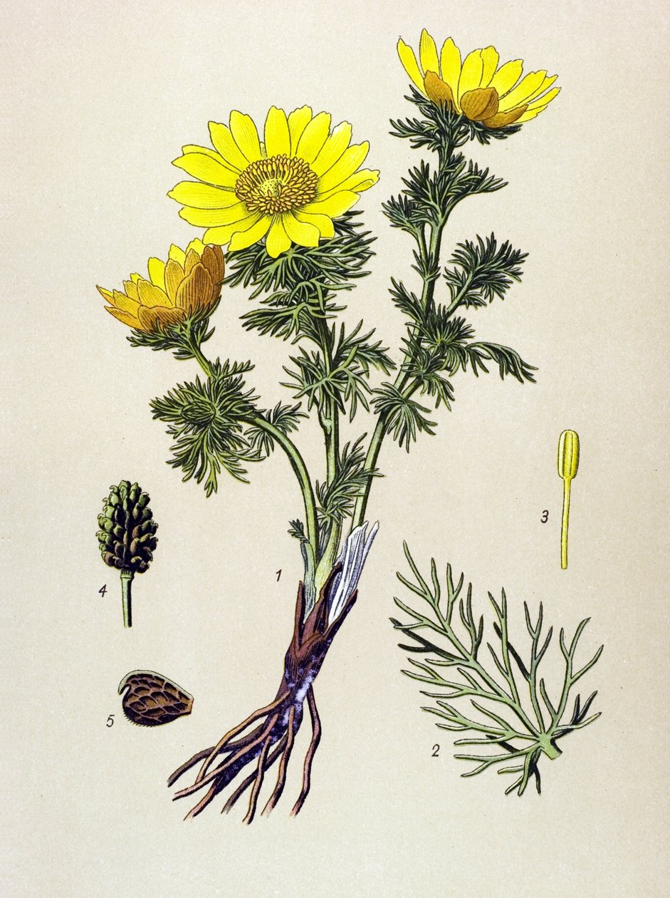 Kasvitieteellinen lauta. Myrkky (myrkyllinen) ja lääkekasvi: Spring Adonis (Adonis vernalis) tekijältä Unbekannter Künstler