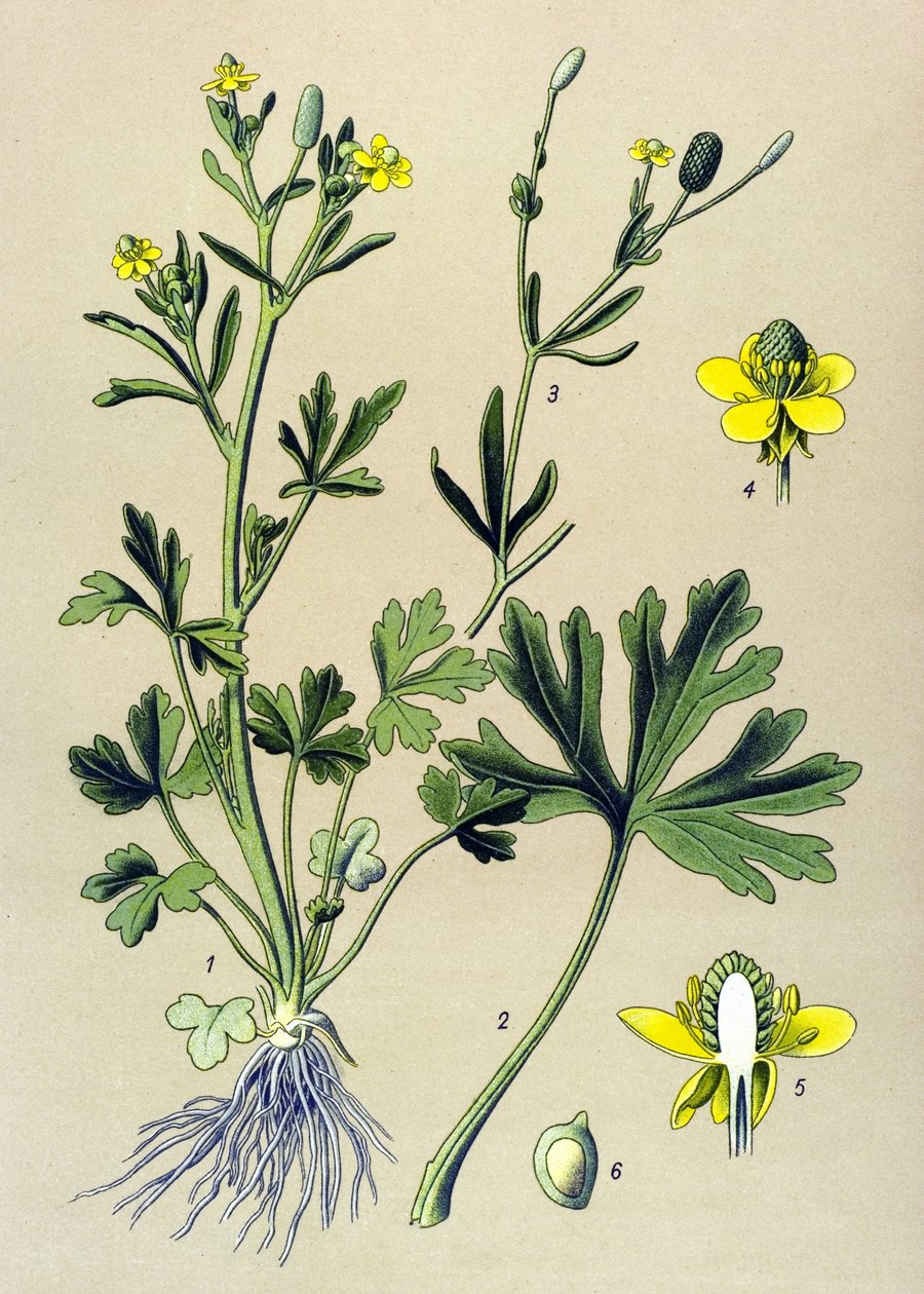 Kasvitieteellinen lauta. Venenous (myrkyllinen): leinikkisseleraatti tai sellerinlehtiherkku (Ranunculus sceleratus) tekijältä Unbekannter Künstler