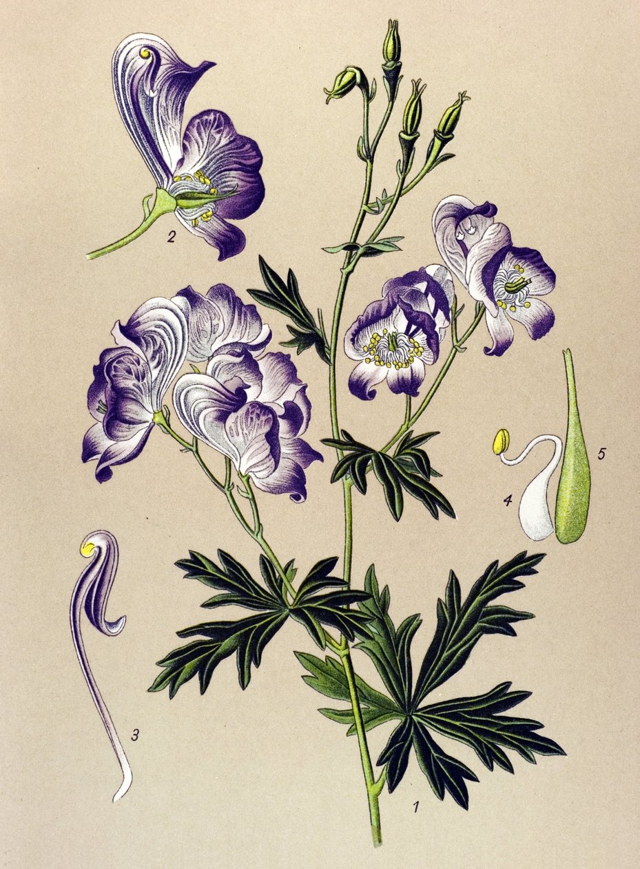 Kasvitieteellinen lauta. Venenous (myrkyllinen) ja lääkekasvi: Aconitum variegatum tekijältä Unbekannter Künstler