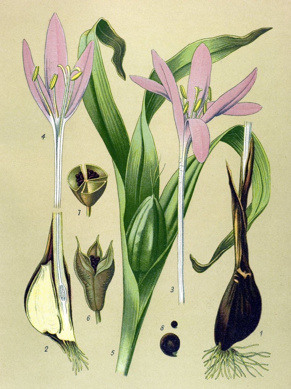 Kasvitieteellinen lauta. Venenous (myrkyllinen) ja lääkekasvi: syyskolkiaali (Colchicum autumnale) tekijältä Unbekannter Künstler