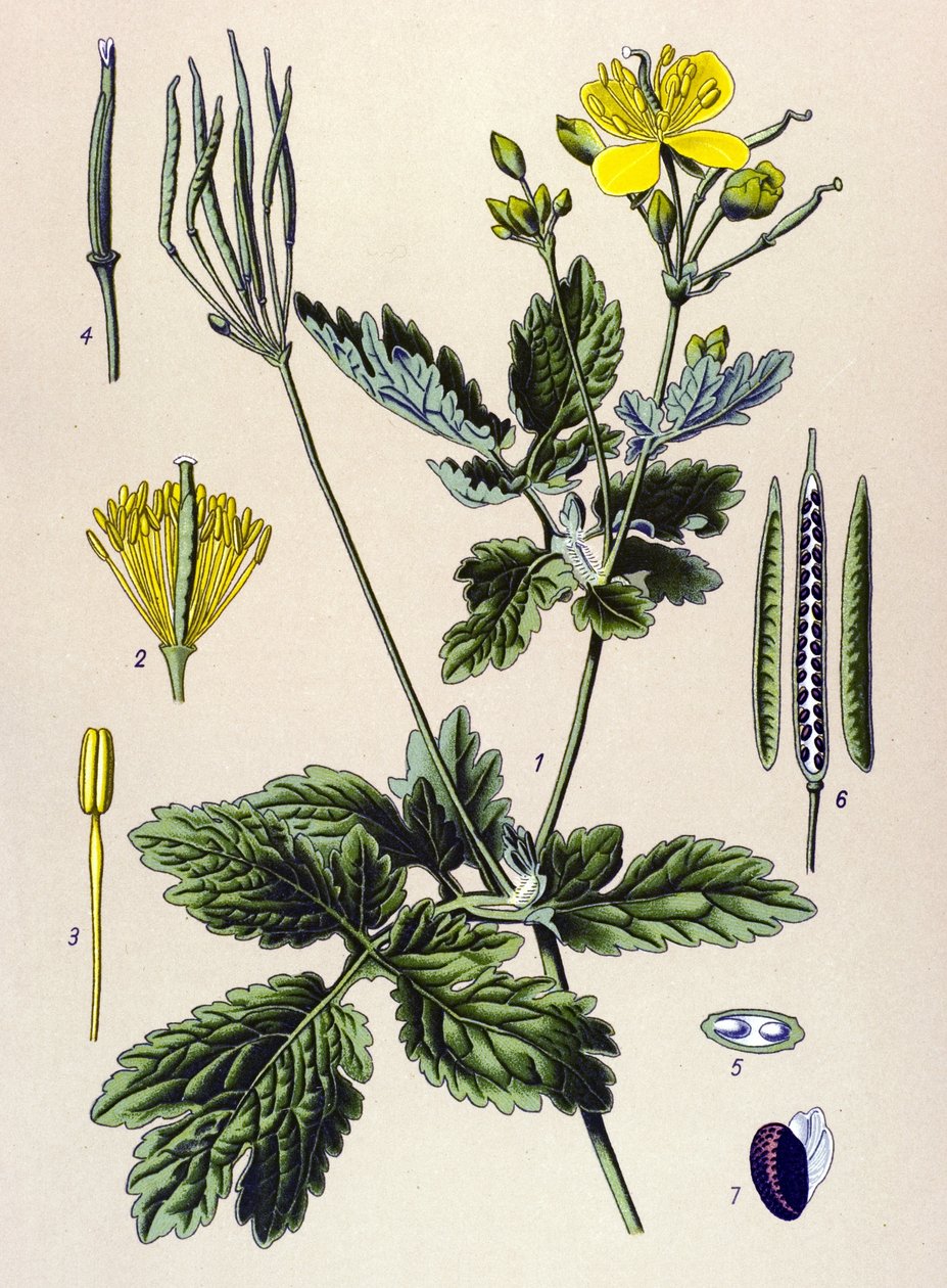 Kasvitieteellinen lauta. Veneen (myrkyllinen) ja lääkekasvi: Chelidoine tai iso chelidoine (Chelidonium majus) tekijältä Unbekannter Künstler