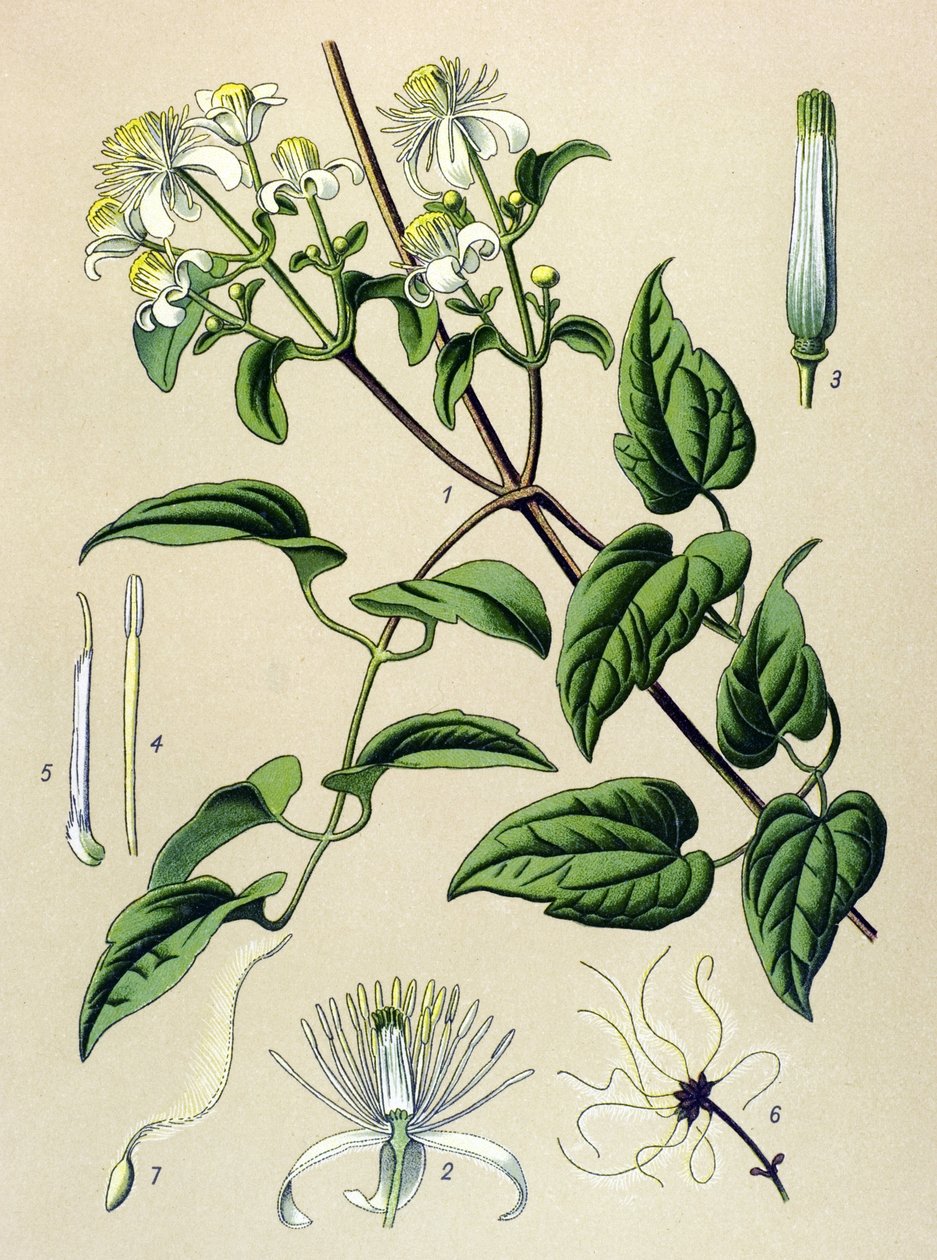 Kasvitieteellinen lauta. Venenous (myrkyllinen) ja lääkekasvi: Hedge klematiitti (Clematis vitalba) tekijältä Unbekannter Künstler