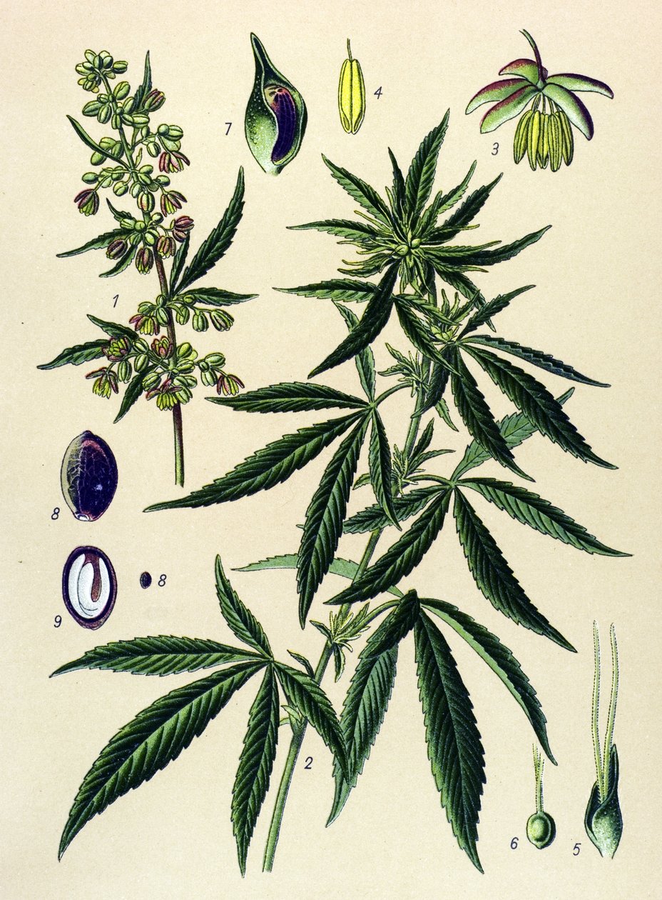 Kasvitieteellinen lauta. Venenous (myrkyllinen) ja lääkekasvi: Hamppu (Cannabis sativa) tekijältä Unbekannter Künstler