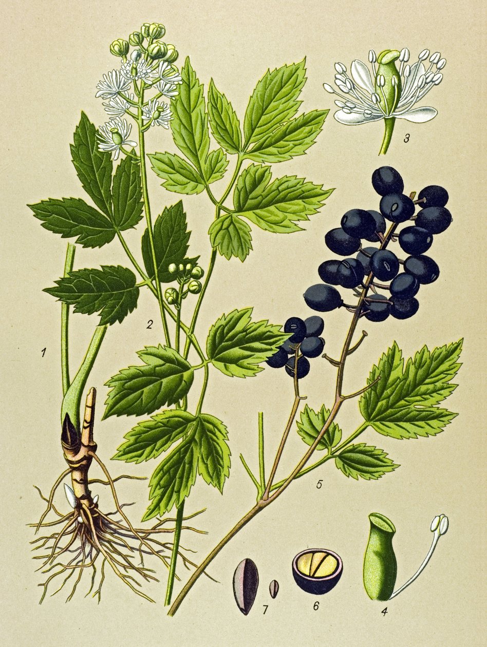 Kasvitieteellinen lauta. Venenous (myrkyllinen) ja lääkekasvi: Summer Adonis (Adonis aestivalis) tekijältä Unbekannter Künstler