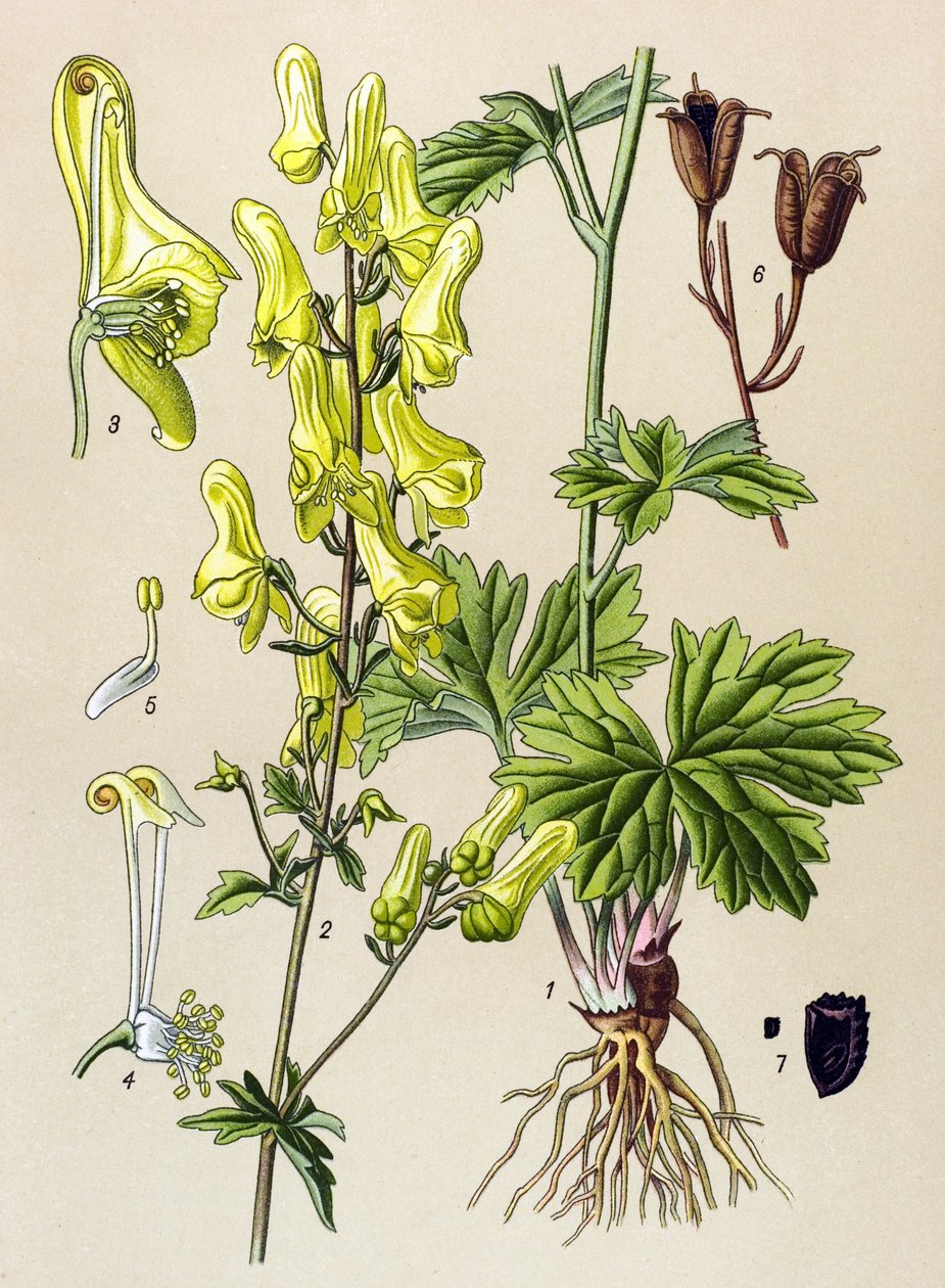 Kasvitieteellinen lauta. Venenoosinen (myrkyllinen) ja lääkekasvi: susitappaja tai susitappaja (Aconitum lycoctonum) tekijältä Unbekannter Künstler