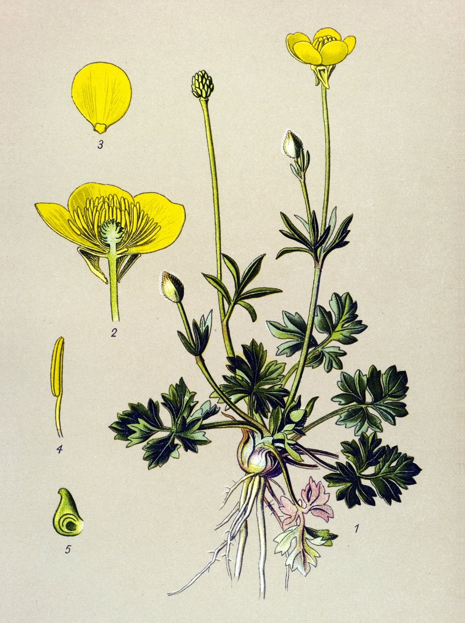 Kasvitieteellinen lauta. Venenouskasvi (myrkyllinen): Sipuli leinikki tai kultasilmu (Ranunculus bulbosus) tekijältä Unbekannter Künstler