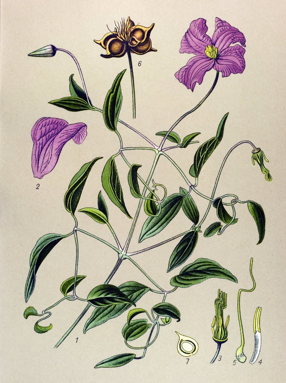 Kasvitieteellinen lauta. Venenouskasvi (myrkyllinen): Clematite vale tai väärä viiniköynnös (Clematis viticella) tekijältä Unbekannter Künstler