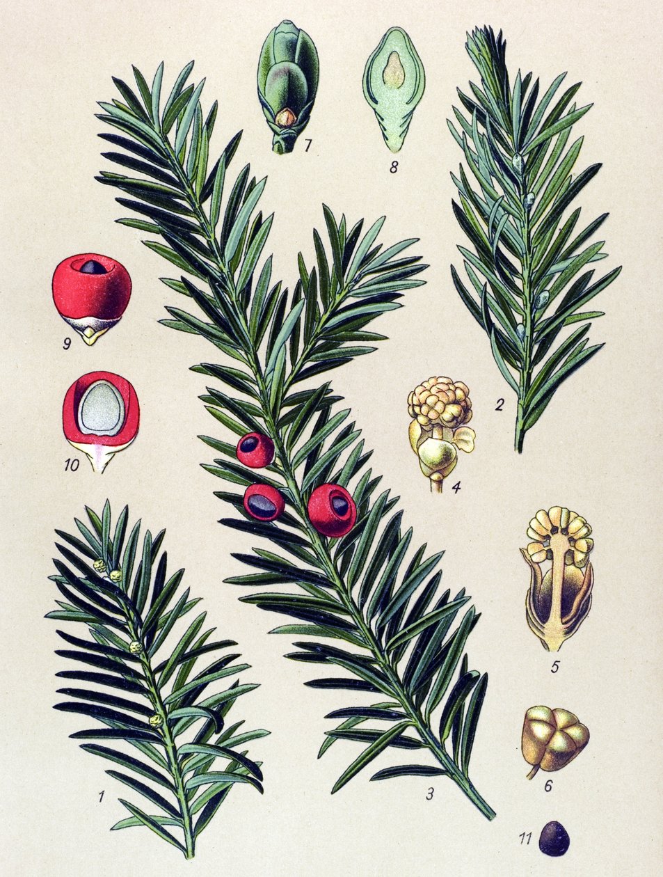 Kasvitieteellinen lauta. Veneen kasvi (myrkyllinen): Tavallinen marjakuusi (Taxus baccata) tekijältä Unbekannter Künstler