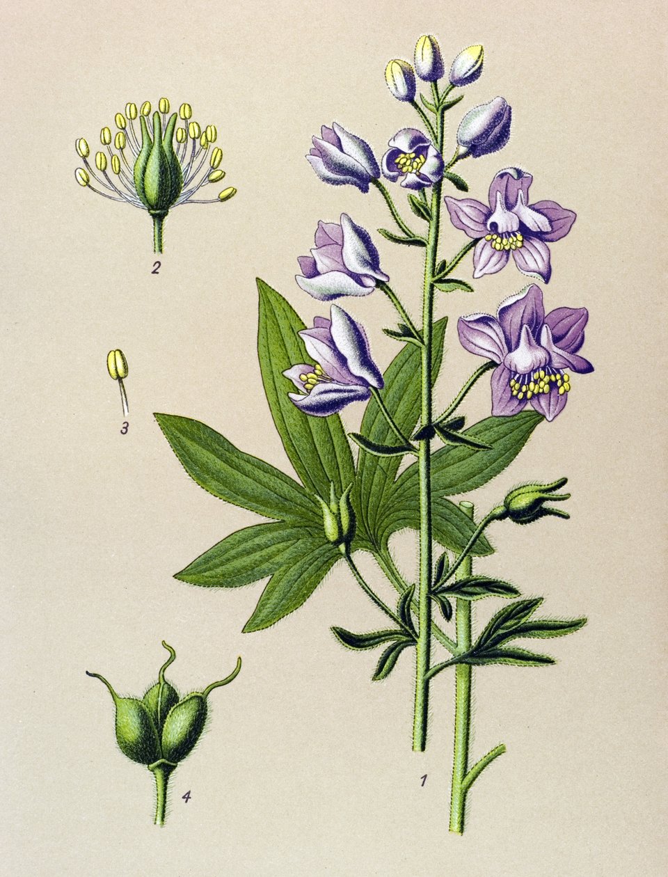 Kasvitieteellinen lauta. Veneen kasvi (myrkyllinen): Dolphinella staphysagria (Delphinium staphysagria) tekijältä Unbekannter Künstler