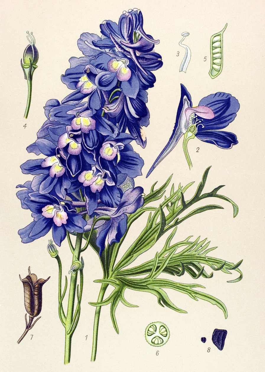 Kasvitieteellinen lauta. Veneen kasvi (myrkyllinen): delfiini- tai kiirun jalat (Delphinium grandiflorum) tekijältä Unbekannter Künstler