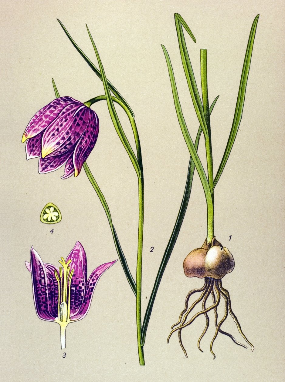 Kasvitieteellinen lauta. Veneen kasvi (myrkyllinen): helmikana tai "helmikana" (Fritillaria meleagris) tekijältä Unbekannter Künstler