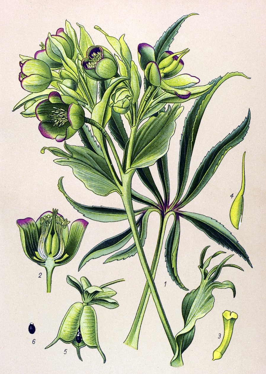 Kasvitieteellinen lauta. Myrkyllinen kasvi (myrkyllinen): hellebore fetide tai hellebore fetide (Helleborus foetidus) tekijältä Unbekannter Künstler
