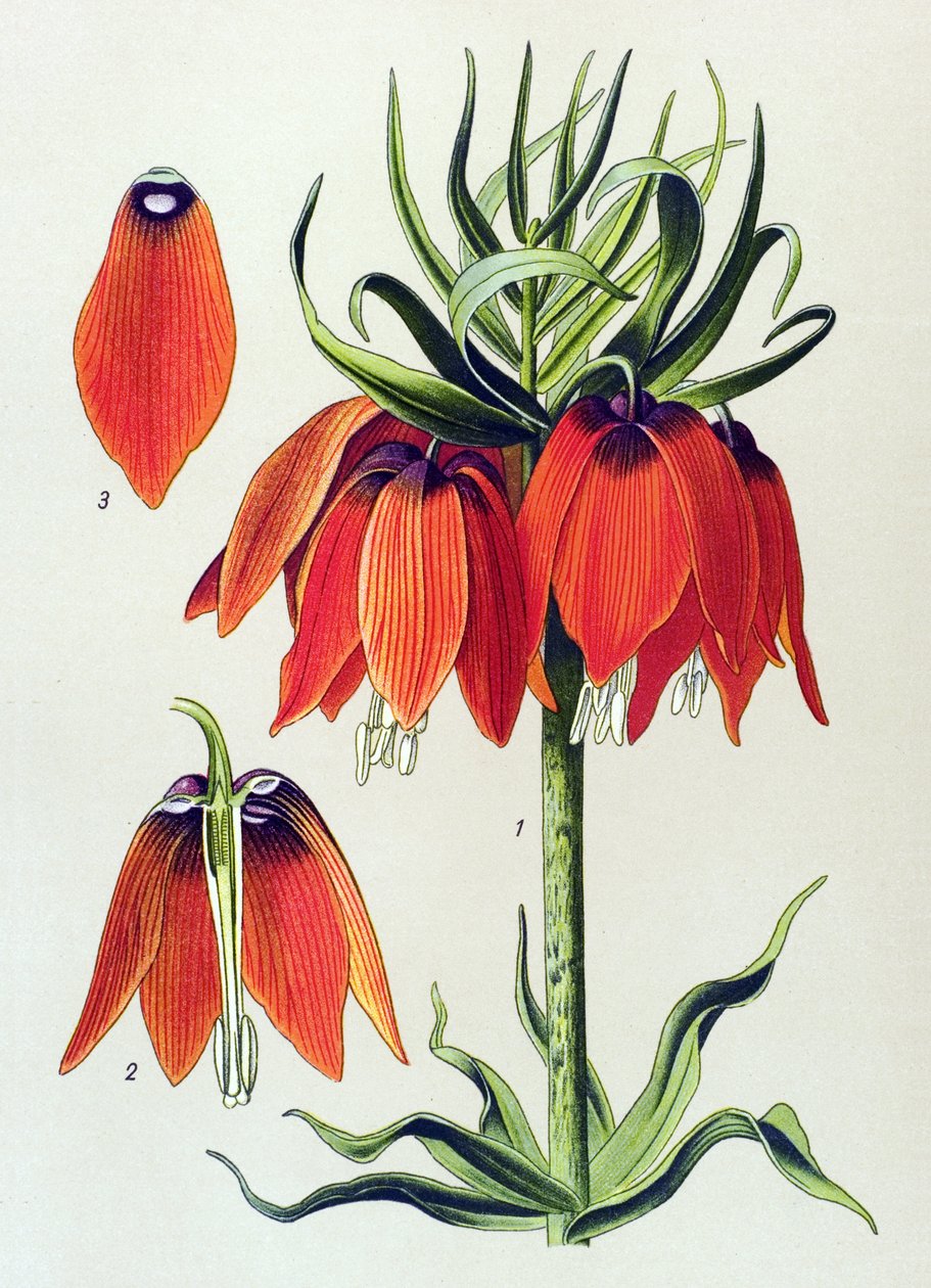 Kasvitieteellinen lauta. Veneen kasvi (myrkyllinen): imperiale fritillaria imperialis tekijältä Unbekannter Künstler