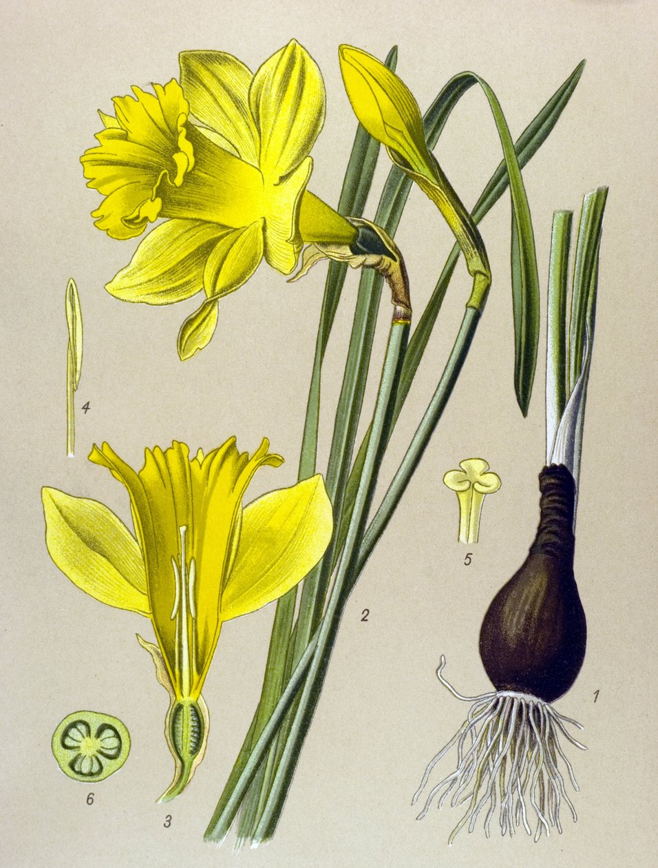 Kasvitieteellinen lauta Venenouskasvi (myrkyllinen): keltainen narsissi (Narcissus pseudonarcissus) tekijältä Unbekannter Künstler