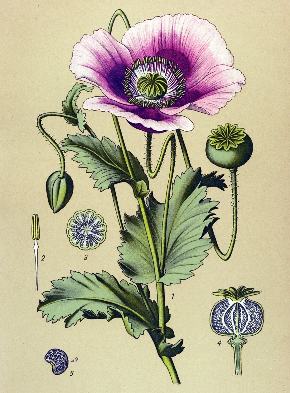 Kasvitieteellinen lauta. Venesoinen (myrkyllinen) ja lääkekasvi: unikonukko (Papaver somniferum) tekijältä Unbekannter Künstler