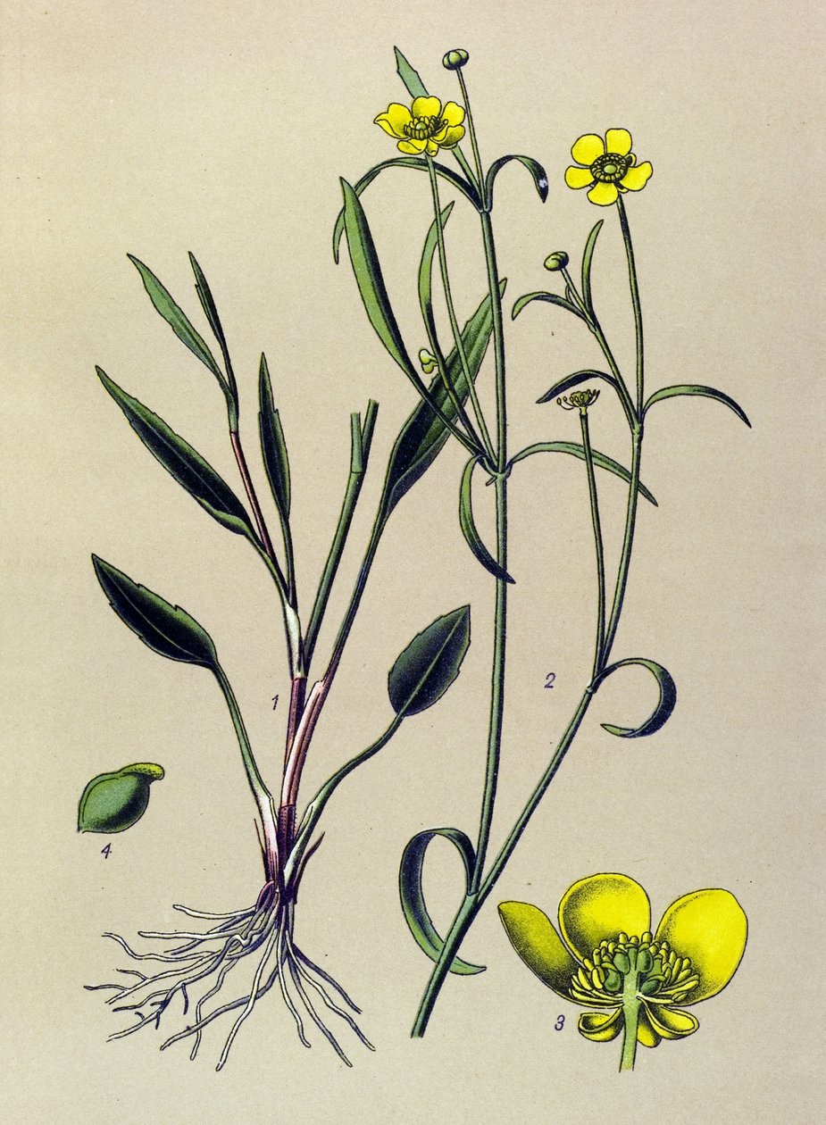 Kasvitieteellinen lauta. Lasimainen (myrkyllinen) ja lääkekasvi: Flame Buttercup, Small Moat tai Small Flame (Ranunculus flammula) tekijältä Unbekannter Künstler