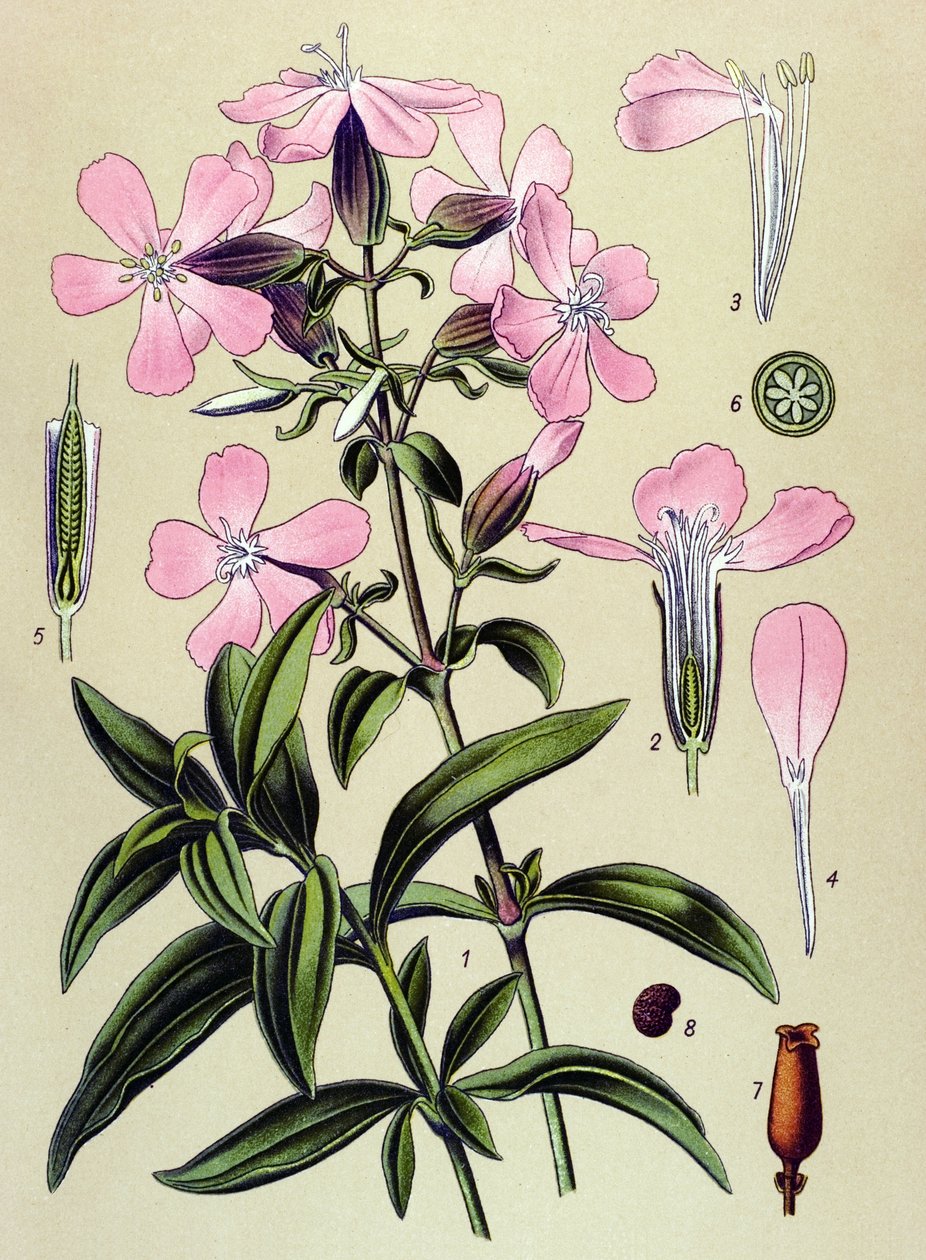Kasvitieteellinen lauta. Venesoinen (myrkyllinen) ja lääkekasvi: saponaria officinalis (Saponaria officinalis) tekijältä Unbekannter Künstler
