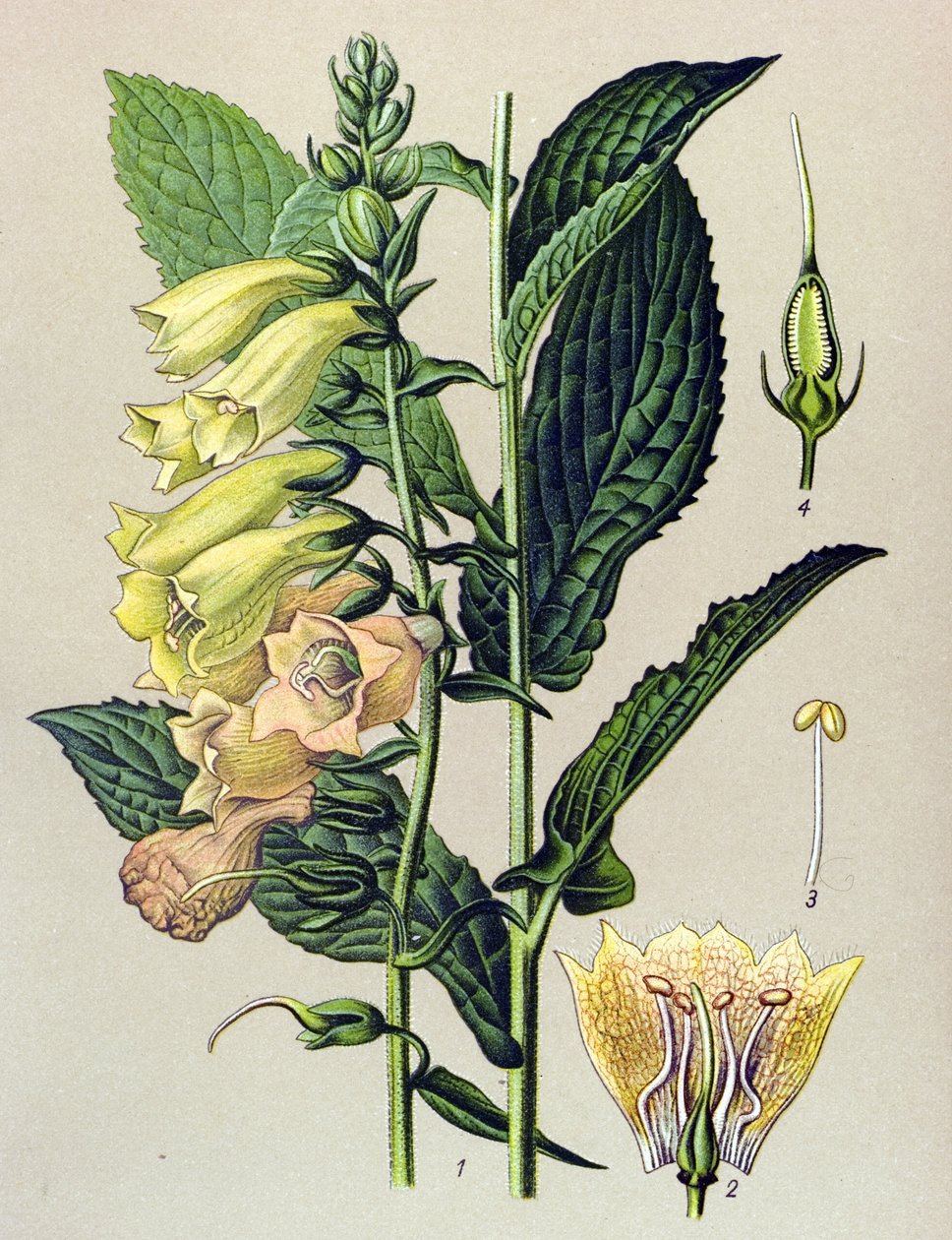 Kasvitieteellinen kartonki, kasvi: Isokukkainen digitaalinen (Digitalis grandiflora) tekijältä Unbekannter Künstler