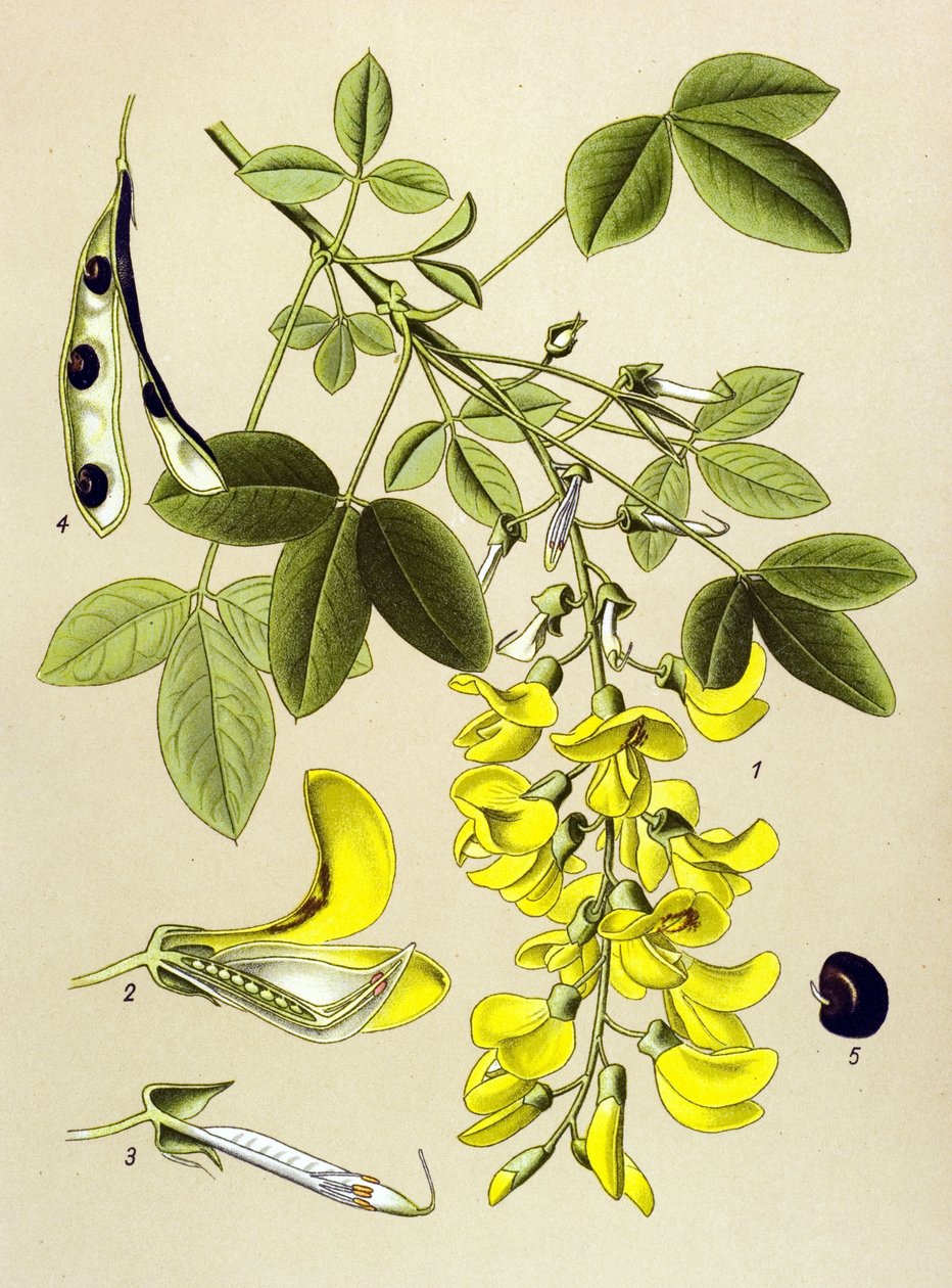 Kasvitieteellinen lauta, kasvi: tavallinen cytistis tai väärä eebenpuu (Cytisus Laburnum) tekijältä Unbekannter Künstler