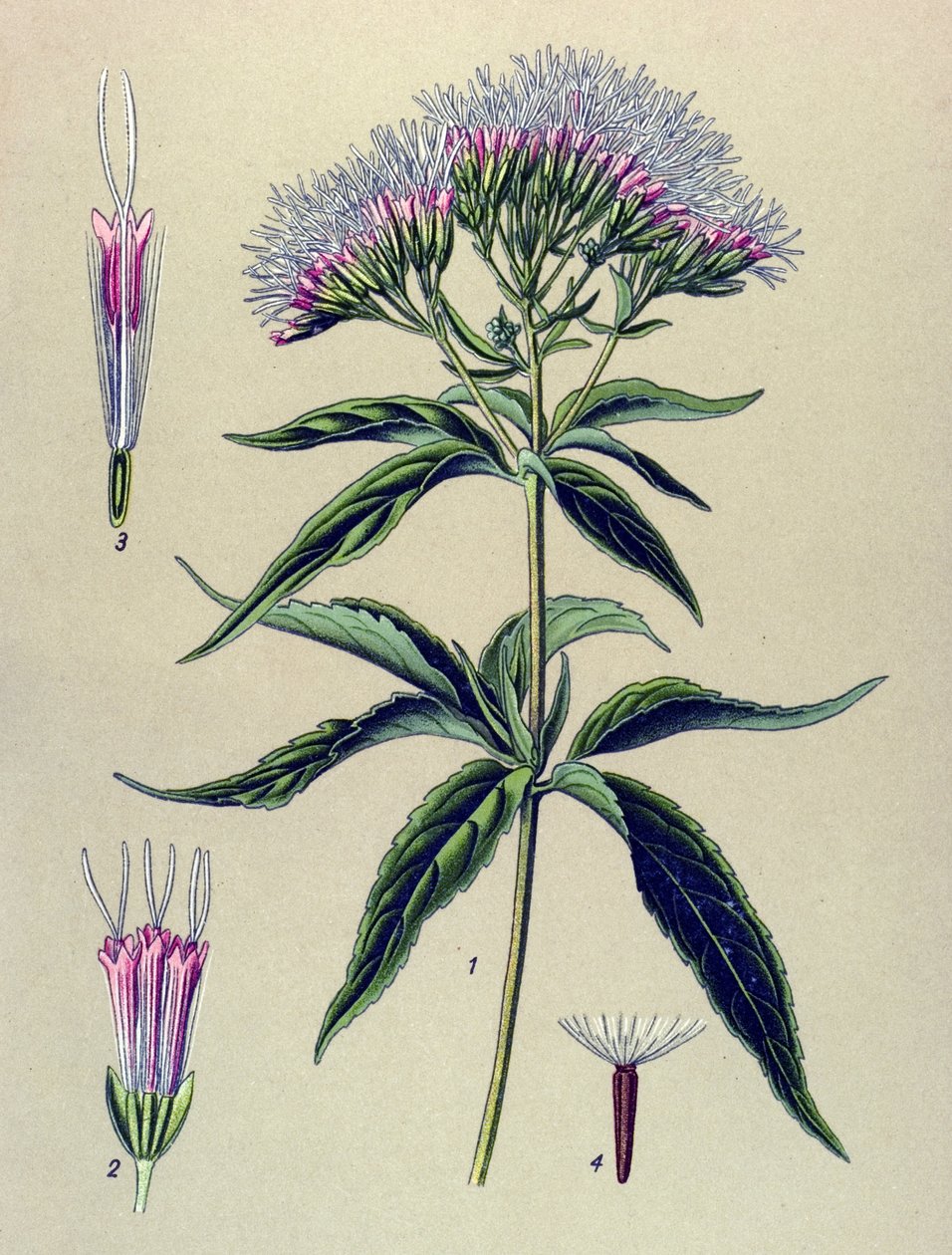Kasvitieteellinen lauta, kasvi: Hampunlehtinen eupatorium (Eupatorium cannabinum) tekijältä Unbekannter Künstler
