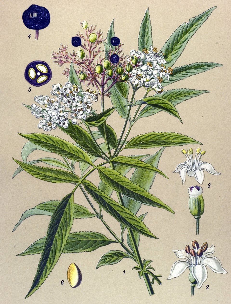 Kasvitieteellinen lauta, kasvi: Hieble seljanmarja (Sambucus ebulus) tekijältä Unbekannter Künstler