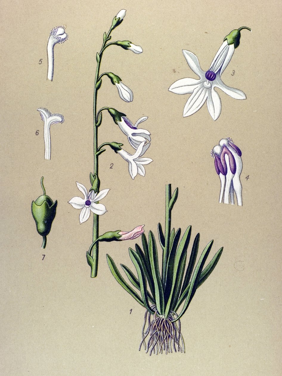 Kasvitieteellinen lauta, kasvi: Lobelia (Lobelia dortmanna) tekijältä Unbekannter Künstler