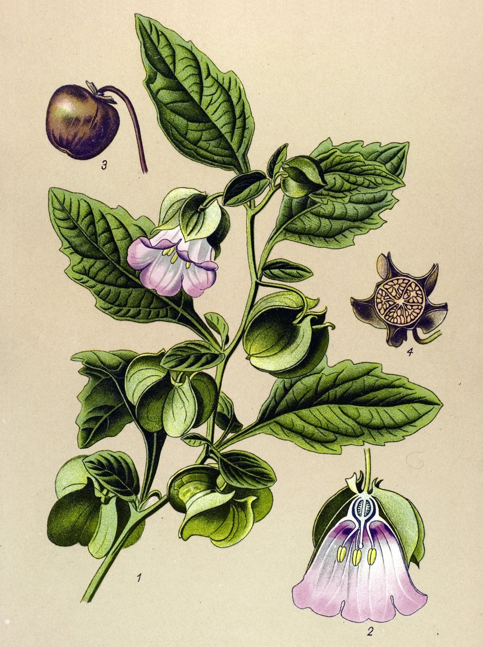 Kasvitieteellinen lauta, kasvi: Perou-päärynä tai Perou-omena (Nicandra physaloides) tekijältä Unbekannter Künstler