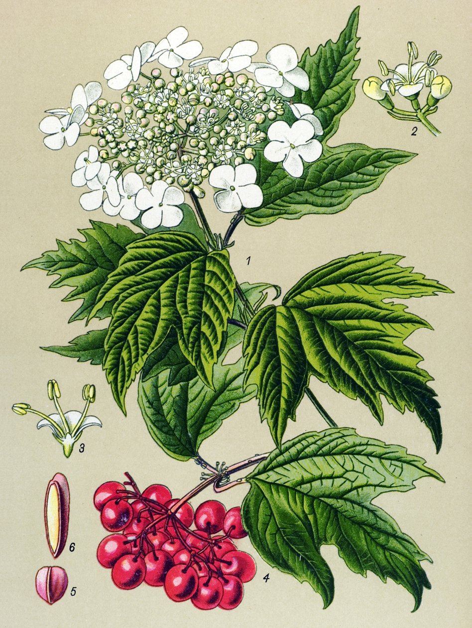 Kasvitieteellinen lauta, kasvi: Viburnum pöllö (Viburnum opulus) tekijältä Unbekannter Künstler