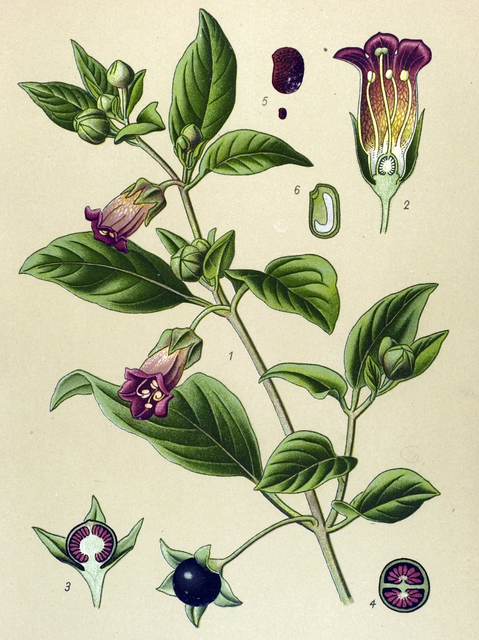 Kasvitieteellinen lauta, La belladonna (Atropa belladonna) kasvi tekijältä Unbekannter Künstler