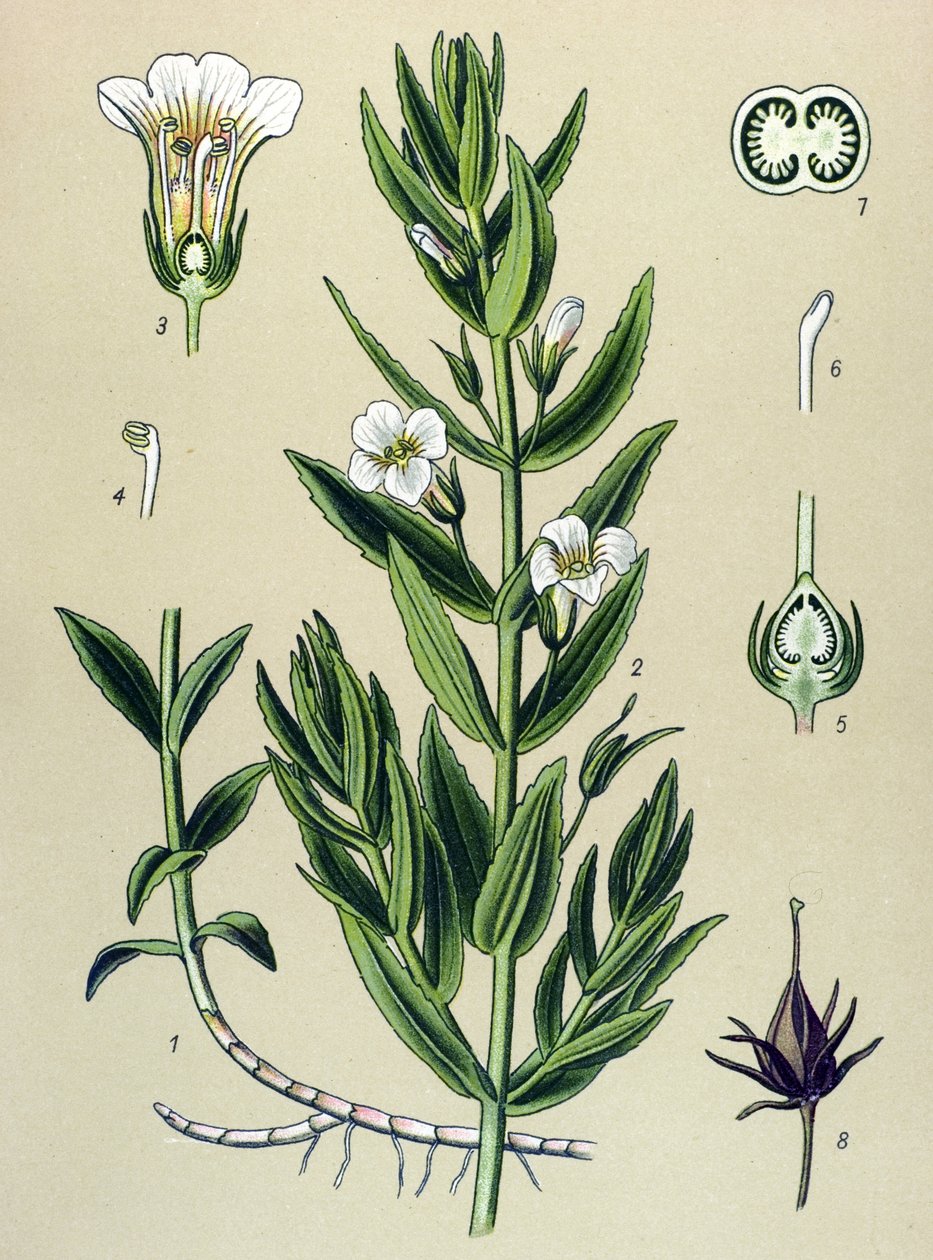 Kasvitieteellinen lauta, kasvi: gratiole officinale (Gratiola officinalis) tekijältä Unbekannter Künstler