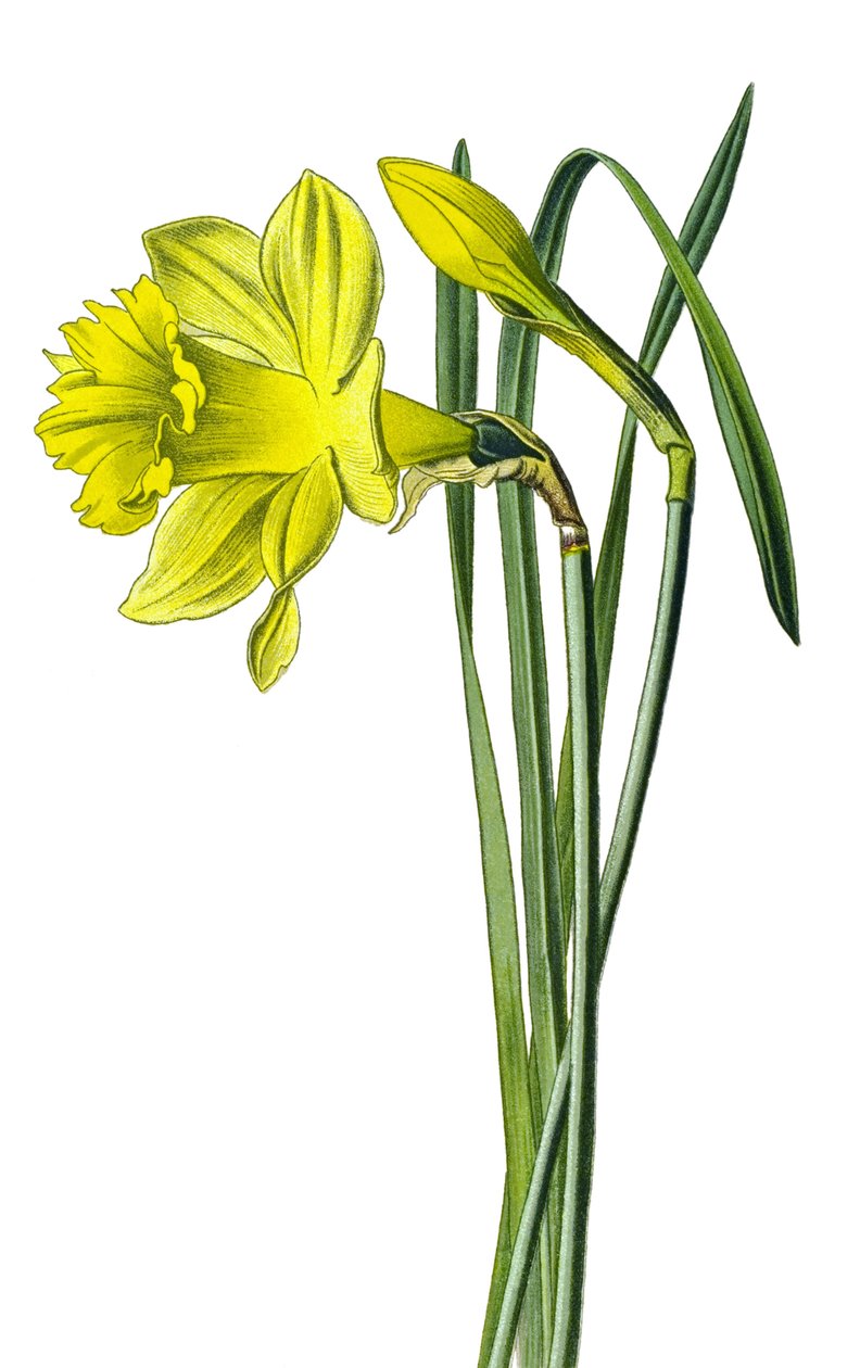 Kasvitieteellinen lauta, kasvi: keltainen narsissi tai trumpetti narsissi (Narcissus pseudonarcissus) tekijältä Unbekannter Künstler