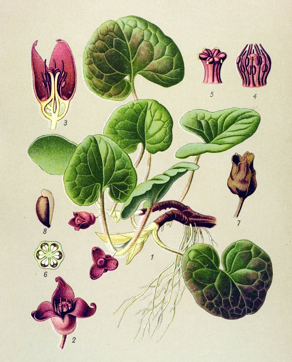 Kasvitieteellinen lauta, myrkyllinen ja lääkekasvi: Euroopan Asaret (Asarum europaeum) tekijältä Unbekannter Künstler