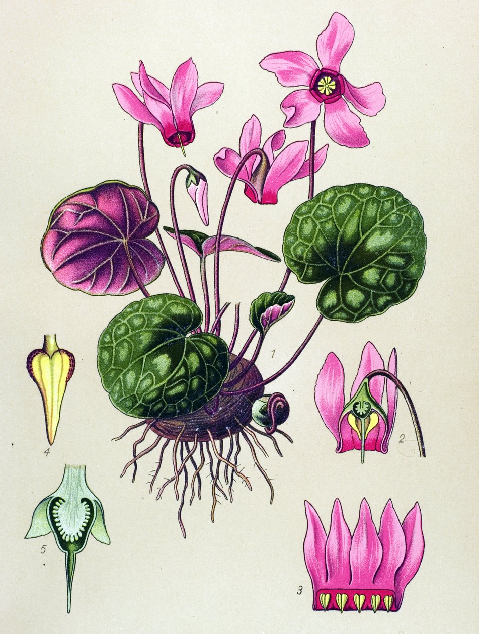 Kasvipuu, myrkyllinen ja lääkekasvi: Cyclamen purpurascens, Cyclamen europaeum tekijältä Unbekannter Künstler