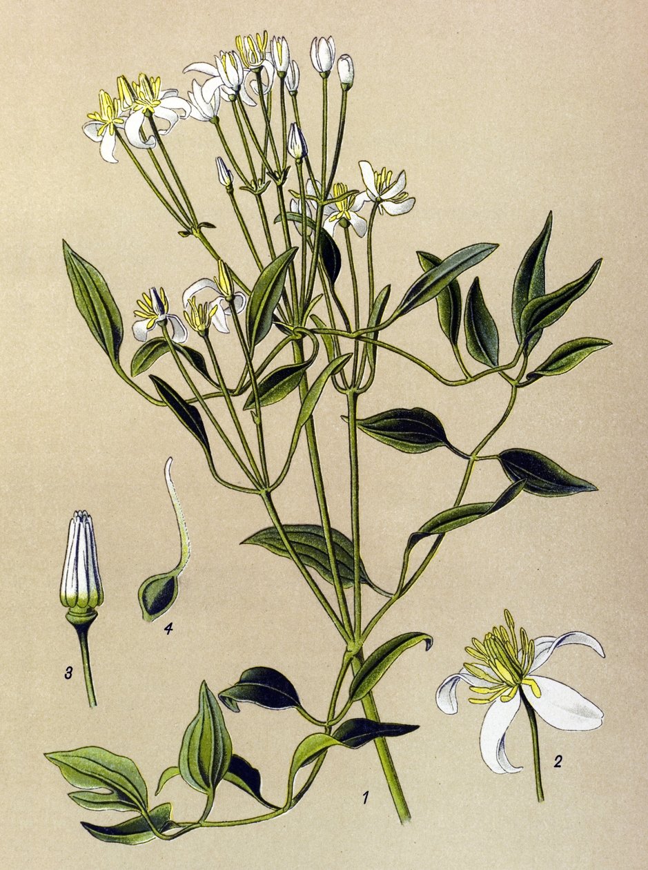 Kasvitieteellinen lauta: myrkyllinen ja lääkekasvi: Erect Clematis (Clematis recta) tekijältä Unbekannter Künstler