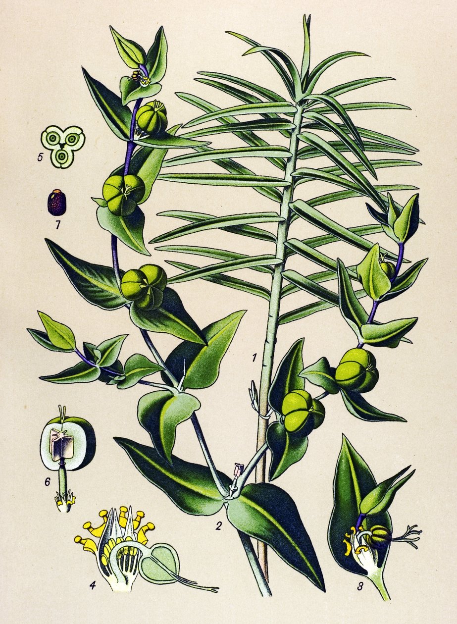 Kasvitieteellinen lauta, myrkyllinen ja lääkekasvi: Euphorbia epurge (Euphorbia lathyris) tekijältä Unbekannter Künstler