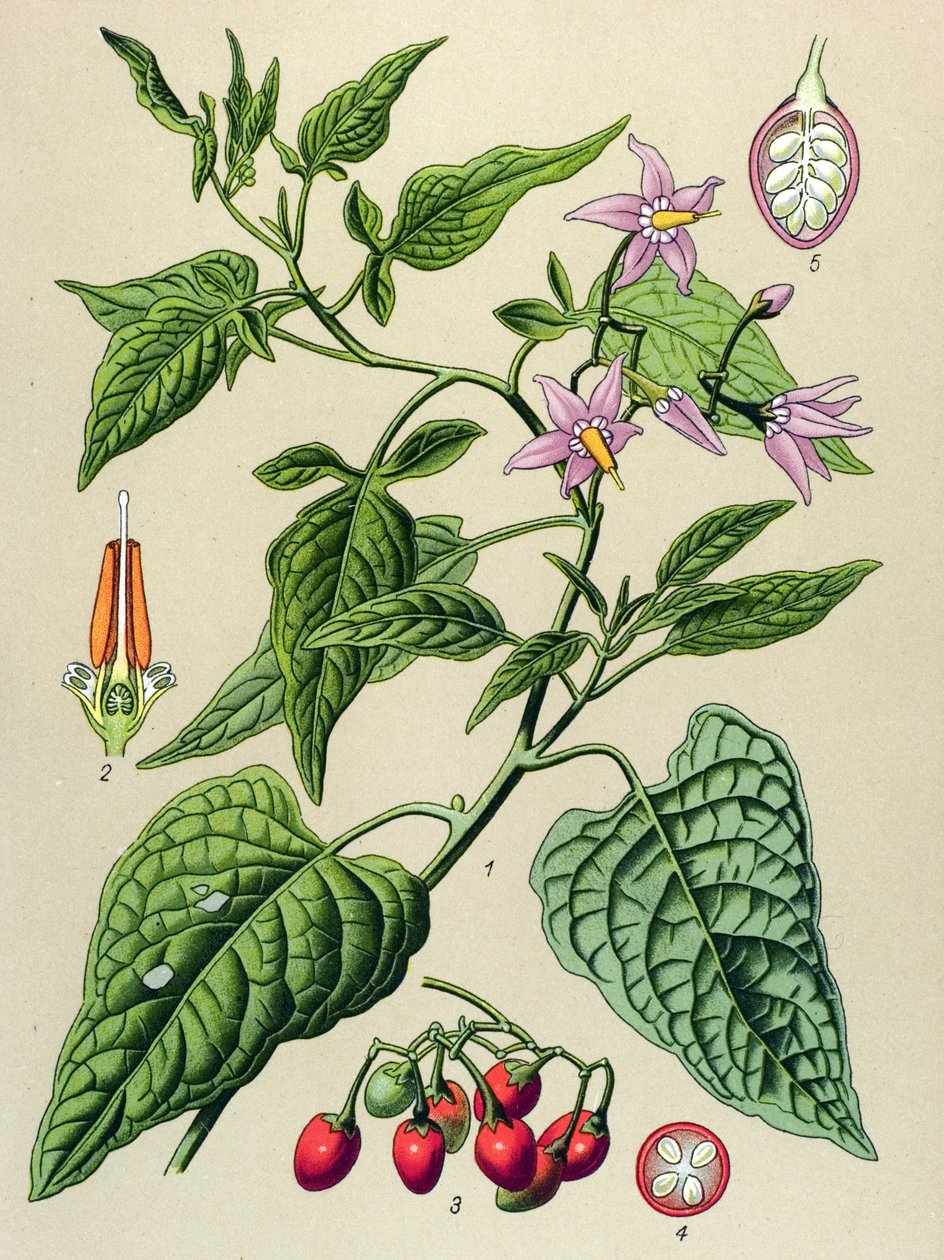 Kasvitieteellinen lauta, myrkyllinen ja lääkekasvi: Makea karvas (Solanum dulcamara) tekijältä Unbekannter Künstler