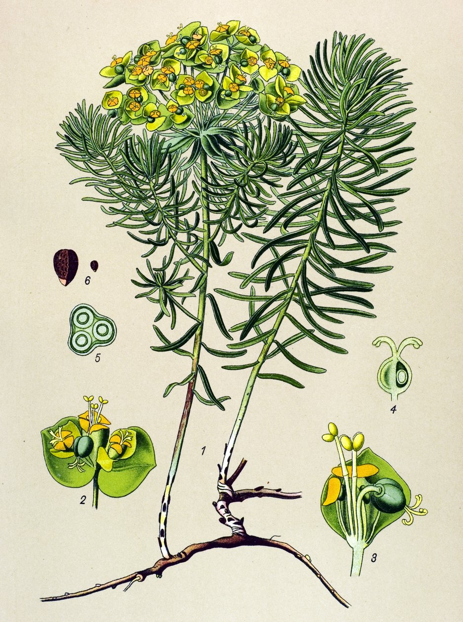 Kasvipuu, myrkyllinen ja lääkekasvi: euphorbia small cypers (Euphorbia cyparissias) tekijältä Unbekannter Künstler