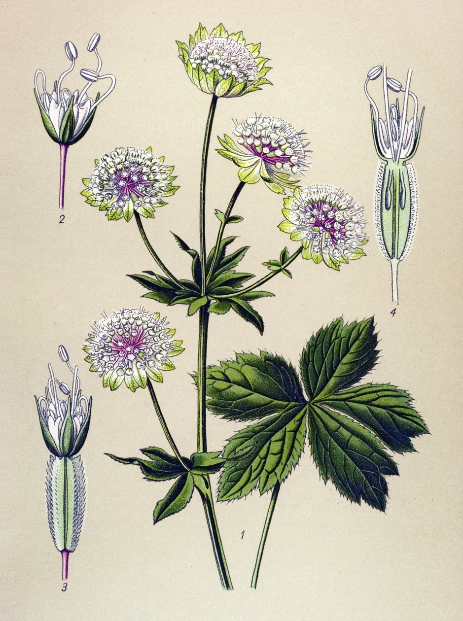 Kasvitieteellinen lauta, myrkyllinen ja lääkekasvi: suuri astrance (Astrantia major) tekijältä Unbekannter Künstler